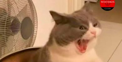 Yo sufriendo por un ciervo de HOTD